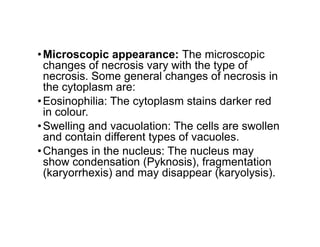 •Microscopic appearance: The microscopic
changes of necrosis vary with the type of
necrosis. Some general changes of necrosis in
the cytoplasm are:
•Eosinophilia: The cytoplasm stains darker red
in colour.
•Swelling and vacuolation: The cells are swollen
•Swelling and vacuolation: The cells are swollen
and contain different types of vacuoles.
•Changes in the nucleus: The nucleus may
show condensation (Pyknosis), fragmentation
(karyorrhexis) and may disappear (karyolysis).
 