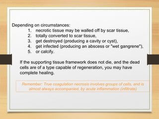 Depending on circumstances:
1. necrotic tissue may be walled off by scar tissue,
2. totally converted to scar tissue,
3. get destroyed (producing a cavity or cyst),
4. get infected (producing an abscess or "wet gangrene"),
5. or calcify.
If the supporting tissue framework does not die, and the dead
cells are of a type capable of regeneration, you may have
complete healing.
Remember: True coagulation necrosis involves groups of cells, and is
almost always accompanied, by acute inflammation (infiltrate)
 