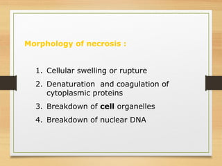 Morphology of necrosis :
1. Cellular swelling or rupture
2. Denaturation and coagulation of
cytoplasmic proteins
3. Breakdown of cell organelles
4. Breakdown of nuclear DNA
 