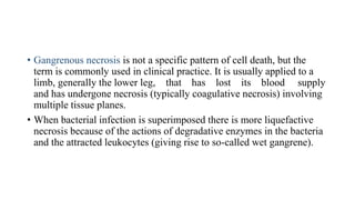 • Gangrenous necrosis is not a specific pattern of cell death, but the
term is commonly used in clinical practice. It is usually applied to a
limb, generally the lower leg, that has lost its blood supply
and has undergone necrosis (typically coagulative necrosis) involving
multiple tissue planes.
• When bacterial infection is superimposed there is more liquefactive
necrosis because of the actions of degradative enzymes in the bacteria
and the attracted leukocytes (giving rise to so-called wet gangrene).
 
