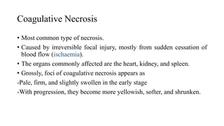 Coagulative Necrosis
• Most common type of necrosis.
• Caused by irreversible focal injury, mostly from sudden cessation of
blood flow (ischaemia).
• The organs commonly affected are the heart, kidney, and spleen.
• Grossly, foci of coagulative necrosis appears as
-Pale, firm, and slightly swollen in the early stage
-With progression, they become more yellowish, softer, and shrunken.
 