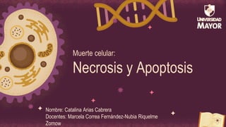 Muerte celular:
Necrosis y Apoptosis
Nombre: Catalina Arias Cabrera
Docentes: Marcela Correa Fernández-Nubia Riquelme
Zornow
 