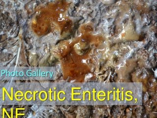 Necrotic Enteritis,
Photo Gallery
 
