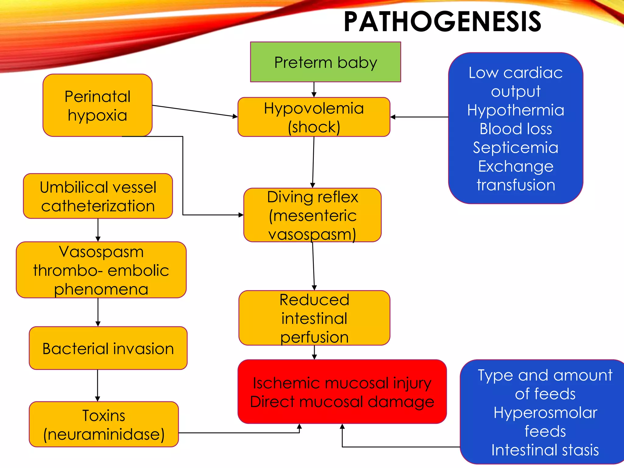 PATHOGENESIS
Perinatal
hypoxia
Umbilical vessel
catheterization
Vasospasm
thrombo- embolic
phenomena
Bacterial invasion
Toxins
(neuraminidase)
Hypovolemia
(shock)
Preterm baby
Diving reflex
(mesenteric
vasospasm)
Reduced
intestinal
perfusion
Ischemic mucosal injury
Direct mucosal damage
Low cardiac
output
Hypothermia
Blood loss
Septicemia
Exchange
transfusion
Type and amount
of feeds
Hyperosmolar
feeds
Intestinal stasis
 