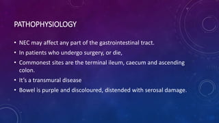 PATHOPHYSIOLOGY
• NEC may affect any part of the gastrointestinal tract.
• In patients who undergo surgery, or die,
• Commonest sites are the terminal ileum, caecum and ascending
colon.
• It’s a transmural disease
• Bowel is purple and discoloured, distended with serosal damage.
 