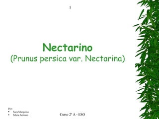 Nectarino (Prunus persica var. Nectarina) 
