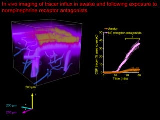 The Glymphatic System – A New Player in Alzheimer Disease? | PPTX