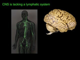 The Glymphatic System – A New Player in Alzheimer Disease? | PPTX