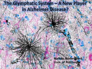 The Glymphatic System – A New Player
in Alzheimer Disease?

Maiken Nedergaard
Univ. of Rochester

 