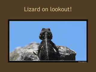 Lizard on lookout! 