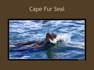 Cape Fur Seal 