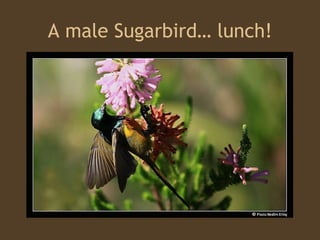 A male Sugarbird… lunch! 