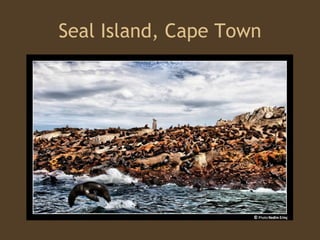 Seal Island, Cape Town 