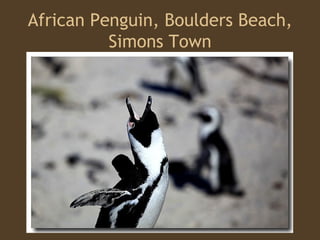 African Penguin, Boulders Beach, Simons Town 