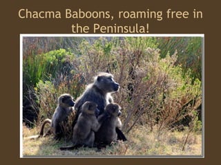 Chacma Baboons, roaming free in the Peninsula! 