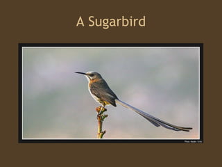 A Sugarbird 