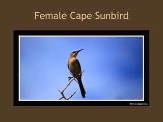 Female Cape Sunbird 