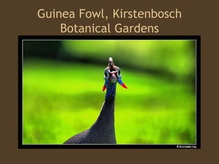 Guinea Fowl, Kirstenbosch Botanical Gardens 