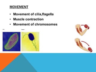 MOVEMENT
• Movement of cilia,flagella
• Muscle contraction
• Movement of chromosomes
 