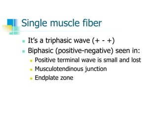 Single muscle fiber
 It’s a triphasic wave (+ - +)
 Biphasic (positive-negative) seen in:
 Positive terminal wave is small and lost
 Musculotendinous junction
 Endplate zone
 