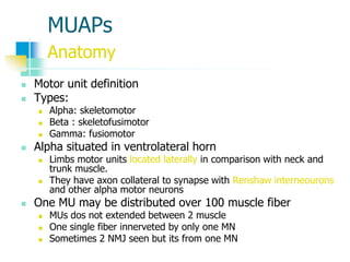 MUAPs
Anatomy
 Motor unit definition
 Types:
 Alpha: skeletomotor
 Beta : skeletofusimotor
 Gamma: fusiomotor
 Alpha situated in ventrolateral horn
 Limbs motor units located laterally in comparison with neck and
trunk muscle.
 They have axon collateral to synapse with Renshaw interneourons
and other alpha motor neurons
 One MU may be distributed over 100 muscle fiber
 MUs dos not extended between 2 muscle
 One single fiber innerveted by only one MN
 Sometimes 2 NMJ seen but its from one MN
 