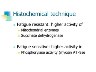 Histochemical technique
 Fatigue resistant: higher activity of
 Mitochondrial enzymes
 Succinate dehydrogenase
 Fatigue sensitive: higher activity in
 Phosphorylase activity (myosin ATPase
 