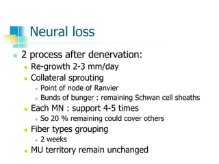 Neural loss
 2 process after denervation:
 Re-growth 2-3 mm/day
 Collateral sprouting
 Point of node of Ranvier
 Bunds of bunger : remaining Schwan cell sheaths
 Each MN : support 4-5 times
 So 20 % remaining could cover others
 Fiber types grouping
 2 weeks
 MU territory remain unchanged
 