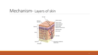 Mechanism- Layers of skin
5
 