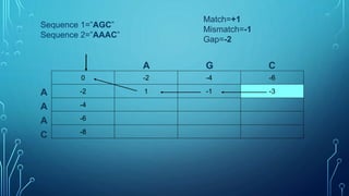 Needleman wunsch algorithm.pptx