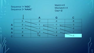 Needleman wunsch algorithm.pptx