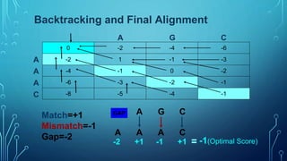 Needleman wunsch algorithm.pptx