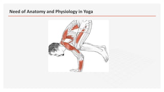 Need of Anatomy and Physiology in Yoga
 