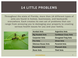 Throughout the state of Florida, more than 14 different types of ants are found in homes, businesses, and backyards everywhere. Each creates its own set of problems that can range from annoying you to damaging your property to creating serious health issues for you and your family.www.slugabug.us314 little problems