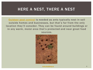 Outdoor pest control is needed as ants typically nest in soil outside homes and businesses, but that’s far from the only location they’ll consider. They can be found around buildings or in any warm, moist area that’s protected and near great food sources. www.slugabug.us4Here a Nest, There a Nest