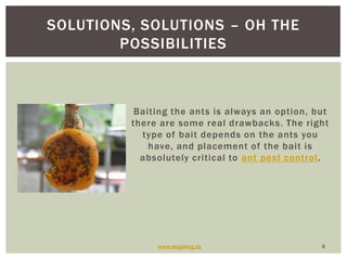 Baiting the ants is always an option, but there are some real drawbacks. The right type of bait depends on the ants you have, and placement of the bait is absolutely critical to ant pest control. www.slugabug.us6Solutions, solutions – oh the possibilities