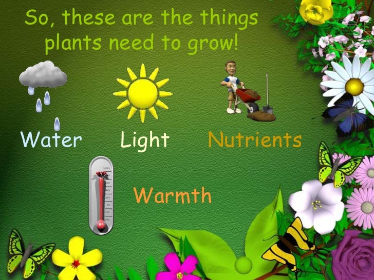 Needs of the plant