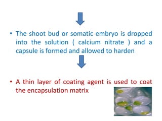 • The shoot bud or somatic embryo is dropped
into the solution ( calcium nitrate ) and a
capsule is formed and allowed to harden
• A thin layer of coating agent is used to coat
the encapsulation matrix
 