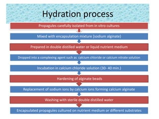 Hydration process
Encapsulated propagules cultured on nutrient medium or different substrates
Washing with sterile double distilled water
Replacement of sodium ions by calcium ions forming calcium alginate
Hardening of alginate beads
Incubation in calcium chloride solution (30- 40 min.)
Dropped into a complexing agent such as calcium chloride or calcium nitrate solution
Prepared in double distilled water or liquid nutrient medium
Mixed with encapsulation mixture [sodium alginate}
Propagules carefully isolated from in vitro cultures
 