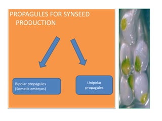 PROPAGULES FOR SYNSEED
PRODUCTION
Bipolar propagules
(Somatic embryos)
Unipolar
propagules
 