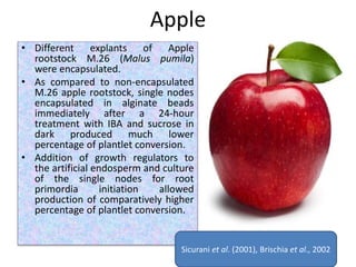 Apple
• Different explants of Apple
rootstock M.26 (Malus pumila)
were encapsulated.
• As compared to non-encapsulated
M.26 apple rootstock, single nodes
encapsulated in alginate beads
immediately after a 24-hour
treatment with IBA and sucrose in
dark produced much lower
percentage of plantlet conversion.
• Addition of growth regulators to
the artificial endosperm and culture
of the single nodes for root
primordia initiation allowed
production of comparatively higher
percentage of plantlet conversion.
Sicurani et al. (2001), Brischia et al., 2002
 