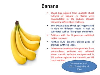 Banana
• Shoot tips isolated from multiple shoot
cultures of banana cv. Basrai were
encapsulated in 3% sodium alginate
containing different gel matrices.
• The encapsulated shoot tips regenerated
in vitro on different media as well as
substrates such as filter paper and cotton.
• Cultivars with the B genomes exhibited
better response.
• Rasthali (AAB genomic group) good to
produce synthetic seeds.
• Maximum conversion into plantlets from
encapsulated embryos was achieved
when somatic embryos encapsulated in
5% sodium alginate and cultured on MS
basal medium.
Suprasanna et al.,
2001, Ganapati et al.,
2001
 