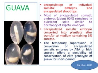 • Encapsulation of individual
somatic embryos and
encapsulated shoot tips.
• Most of encapsulated somatic
embryos (about 90%) remained in
quiescent state similar to
dormancy of zygotic embryos.
• Encapsulated somatic embryos
converted into plantlets after
transfer to medium containing 3%
sucrose.
• The temporary suppression in
conversion of encapsulated
somatic embryos by ABA or high
sucrose offers a possibility of
conservation of elite genotype of
guava for short-period.
GUAVA
Rai et al., 2008
 