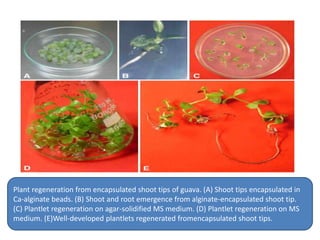 Plant regeneration from encapsulated shoot tips of guava. (A) Shoot tips encapsulated in
Ca-alginate beads. (B) Shoot and root emergence from alginate-encapsulated shoot tip.
(C) Plantlet regeneration on agar-solidified MS medium. (D) Plantlet regeneration on MS
medium. (E)Well-developed plantlets regenerated fromencapsulated shoot tips.
 