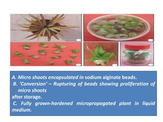 A. Micro shoots encapsulated in sodium alginate beads.
B. ‘Conversion’ – Rupturing of beads showing proliferation of
micro shoots
after storage.
C. Fully grown-hardened micropropagated plant in liquid
medium.
 