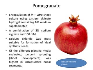 Pomegranate
• Encapsulation of in – vitro shoot
culture using calcium alginate
hydrogel containing MS medium
supplemented
• A combination of 3% sodium
alginate and 100 mM
• calcium chloride was most
suitable for formation of ideal
synthetic seeds.
• Of the different planting media
evaluated, percent sprouting
(shoot development) was
highest in Encapsulated nodal
segments.
Naik and Chand
(2006)
 