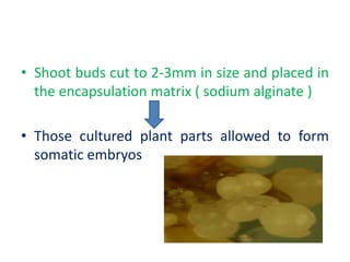 • Shoot buds cut to 2-3mm in size and placed in
the encapsulation matrix ( sodium alginate )
• Those cultured plant parts allowed to form
somatic embryos
 