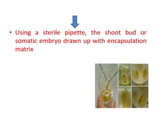 • Using a sterile pipette, the shoot bud or
somatic embryo drawn up with encapsulation
matrix
 