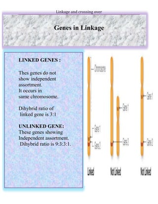 linkage and crossing over | PDF