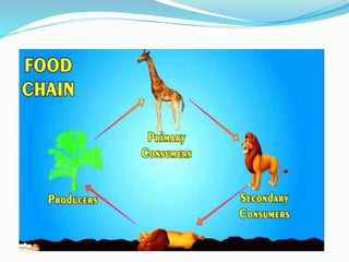 FOOD CHAIN | PPTX