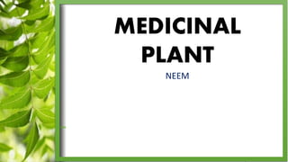 MEDICINAL
PLANT
NEEM
 